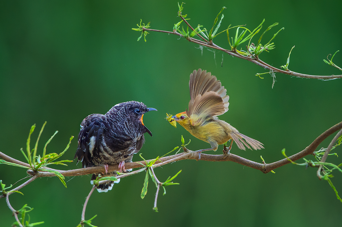 Loving You 3 by Arnaldo Paulo