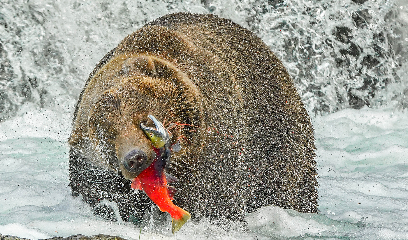 Grizzly Bear & Sockeye Salmon by Dr. Lalith Ekanayake