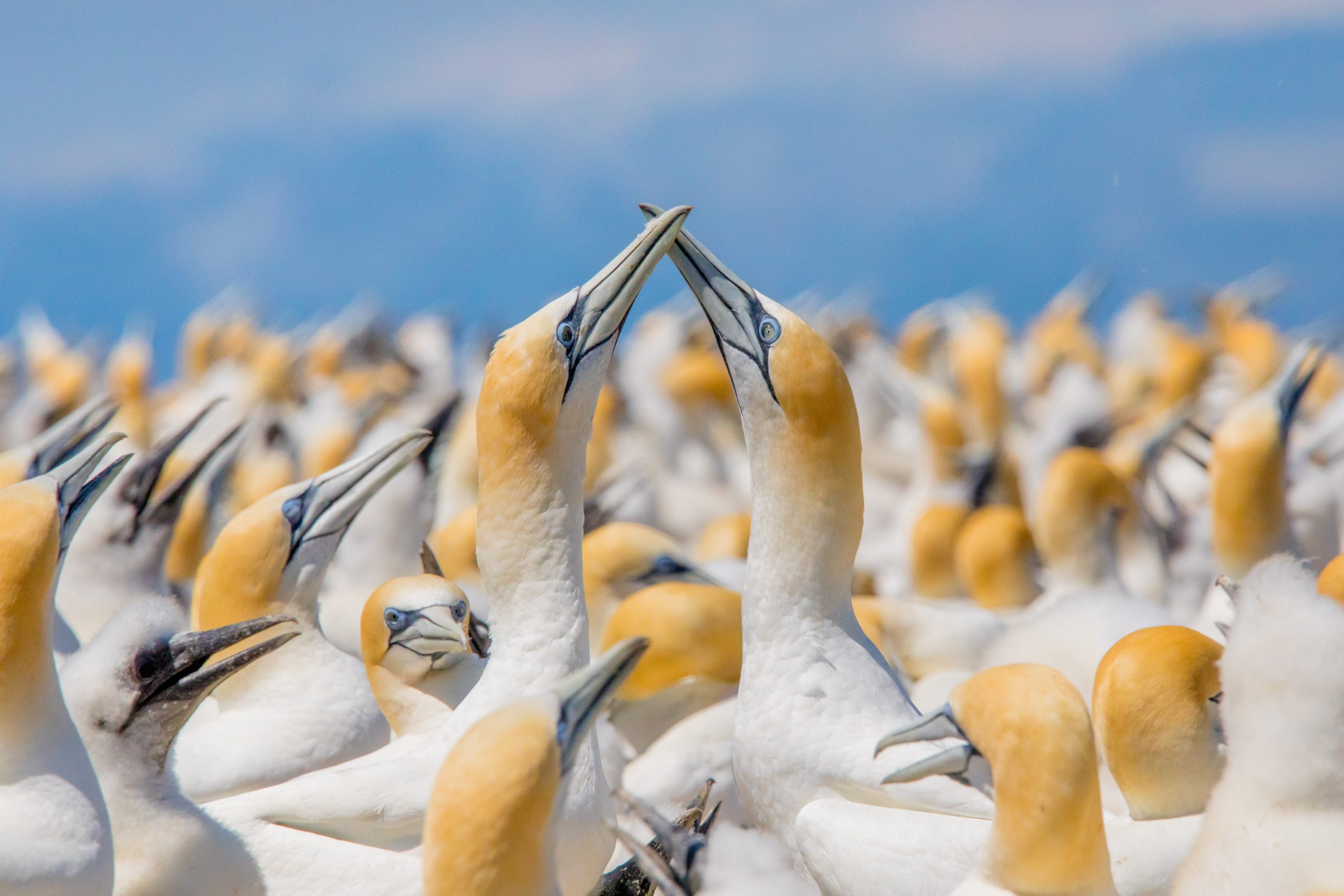 Dancing in Unity by Samith Perera