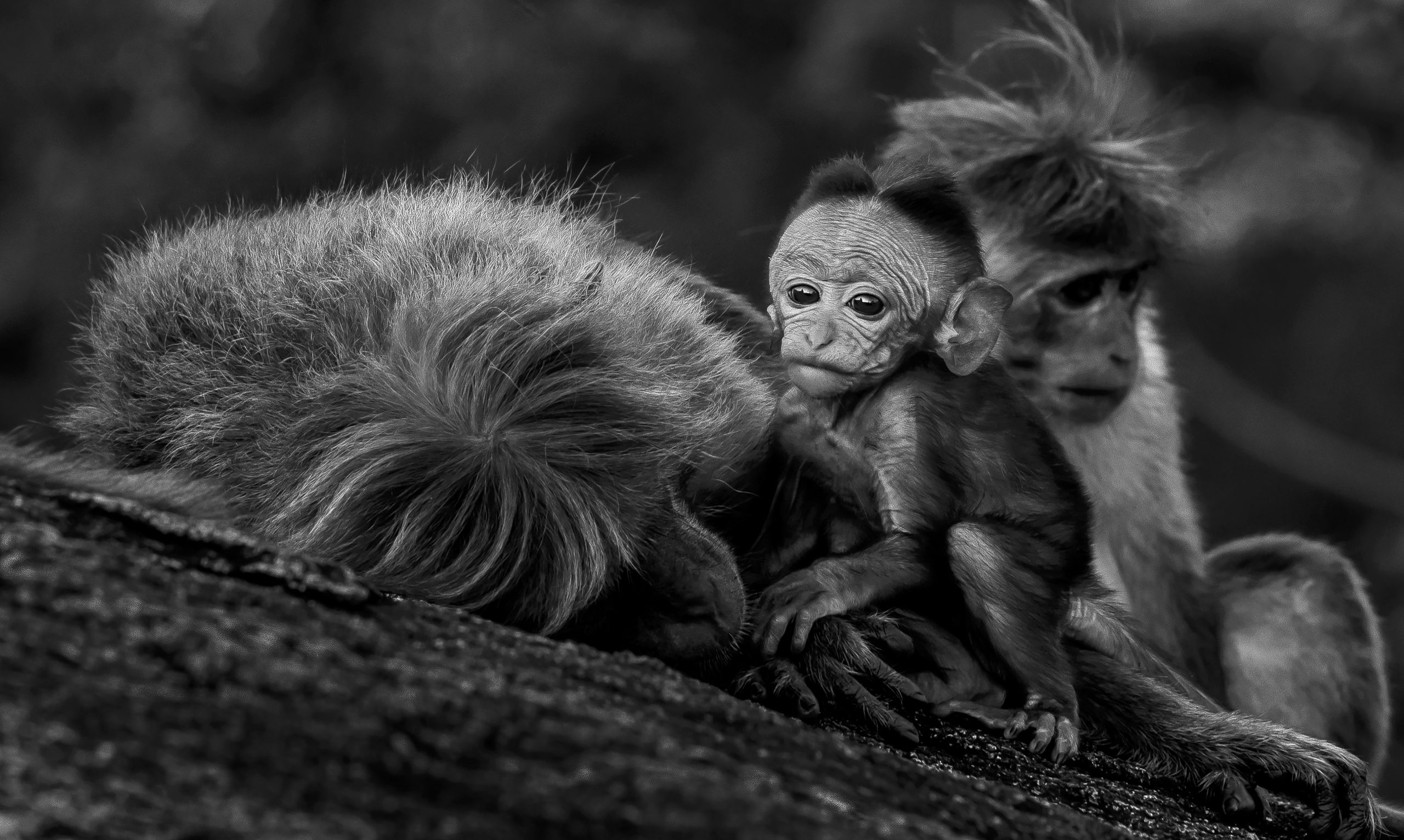 Family by Wijerathne Tennakoon